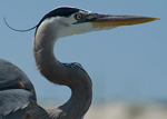 (03-21-12) Surf at BHP - Lifestyle & Birds
